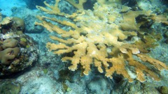 Sand Dollar Elkhorn coral